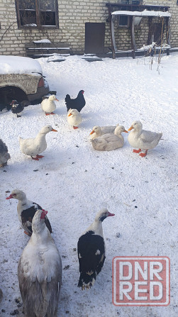 Продам уток Донецк - изображение 2