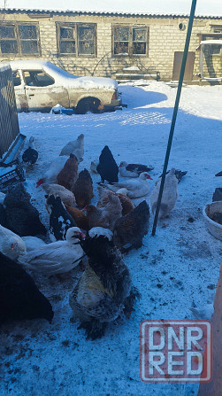 Продам уток Донецк - изображение 7