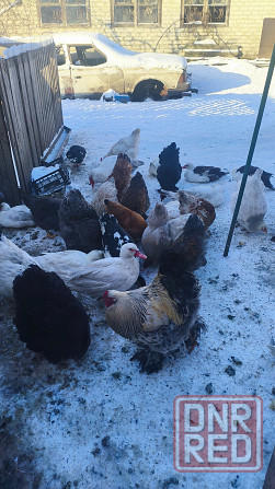 Продам уток Донецк - изображение 5