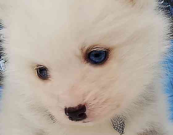 Няшный помски той (до 5 кг взрослым) с доставкой. Донецк