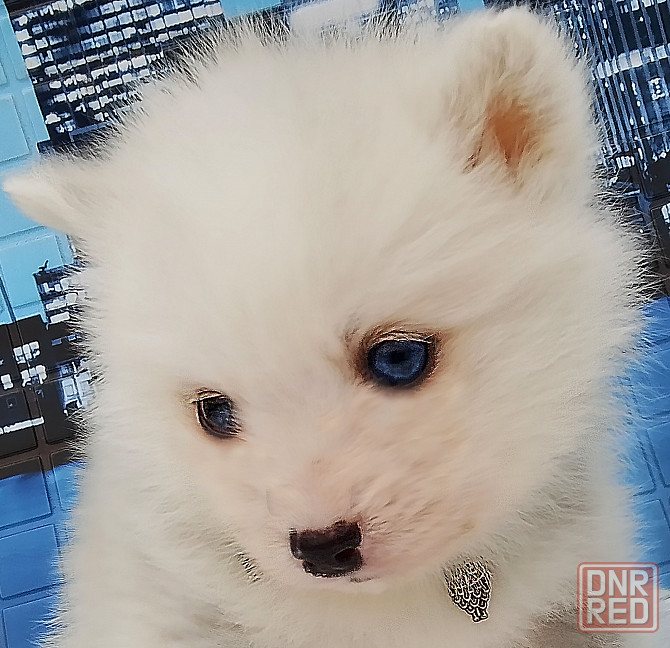 Няшный помски той (до 5 кг взрослым) с доставкой. Донецк - изображение 1