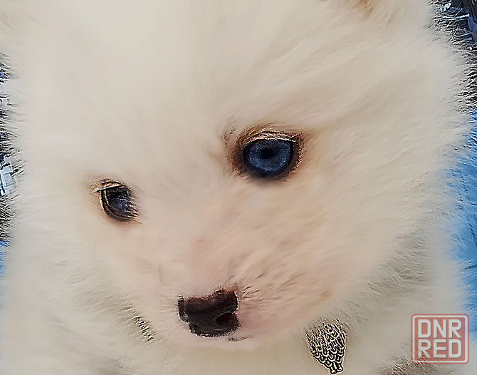 Няшный помски той (до 5 кг взрослым) с доставкой. Донецк - изображение 2