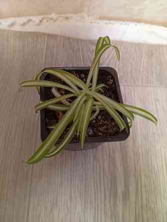 Хлорофитум кудрявый бони. Донецк