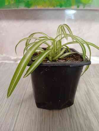 Хлорофитум кудрявый бони. Донецк