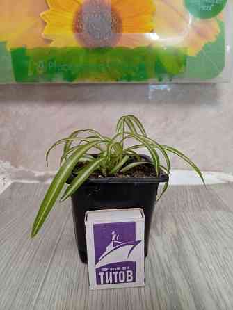 Хлорофитум кудрявый бони. Донецк