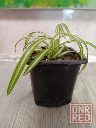 Хлорофитум кудрявый бони. Донецк - изображение 1