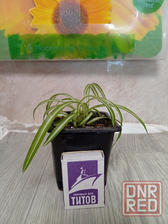 Хлорофитум кудрявый бони. Донецк - изображение 3