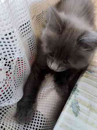 Кошечки Мей Кун Донецк