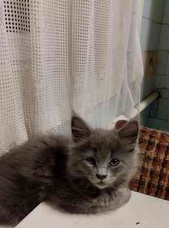 Кошечки Мей Кун Донецк