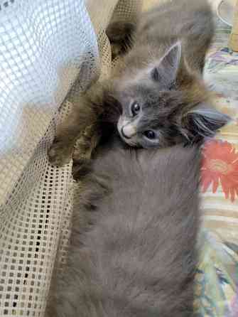 Кошечки Мей Кун Донецк