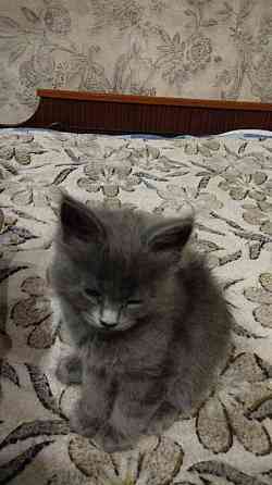 Кошечки Мей Кун Донецк