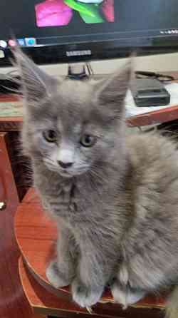 Кошечки Мей Кун Донецк