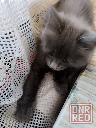 Кошечки Мей Кун Донецк - изображение 4