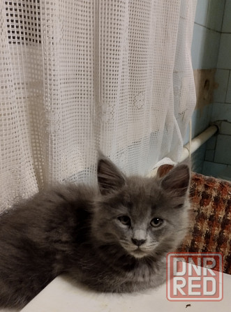 Кошечки Мей Кун Донецк - изображение 2