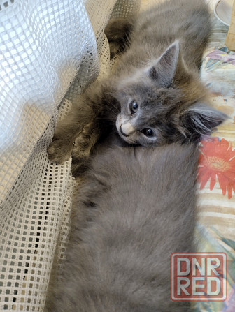 Кошечки Мей Кун Донецк - изображение 3