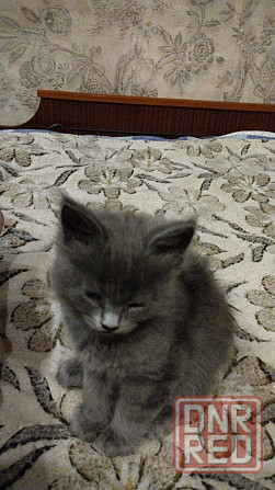 Кошечки Мей Кун Донецк - изображение 6