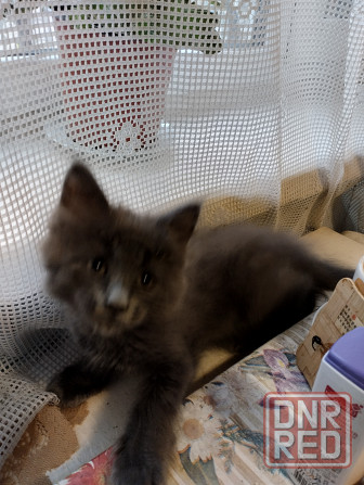 Кошечки Мей Кун Донецк - изображение 5