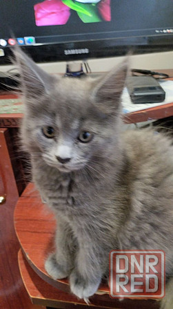 Кошечки Мей Кун Донецк - изображение 1