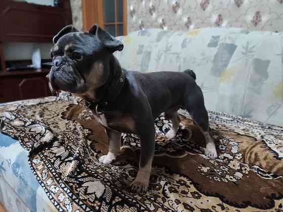 Вязка мальчик французский бульдог Макеевка