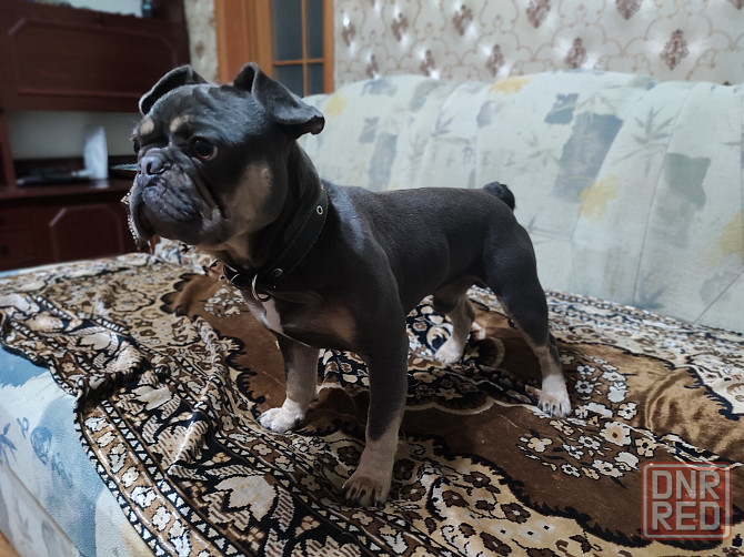 Вязка мальчик французский бульдог Макеевка - изображение 1