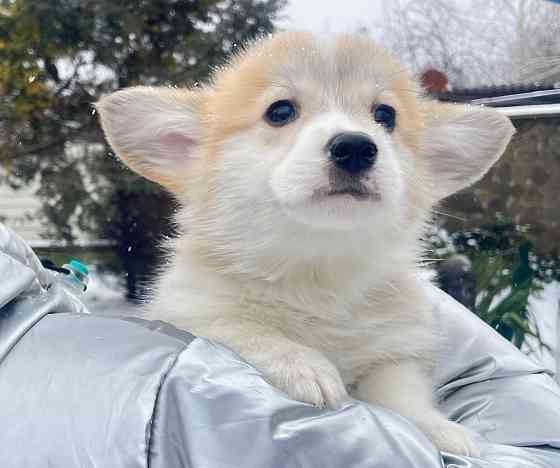 Продаются щенки вельш корги пемброк питомник TelmanHaus Мариуполь