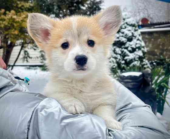 Продаются щенки вельш корги пемброк питомник TelmanHaus Мариуполь