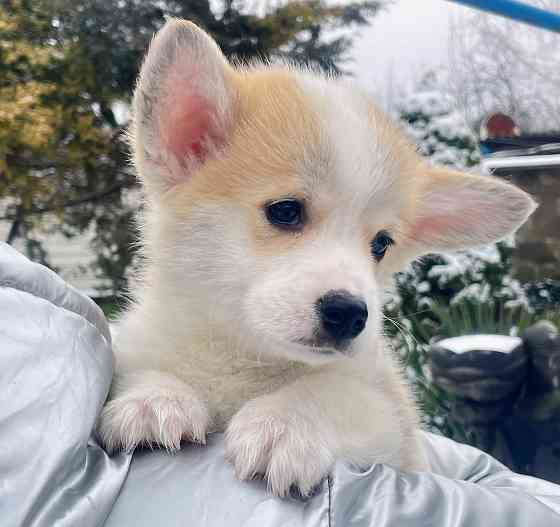 Продаются щенки вельш корги пемброк питомник TelmanHaus Мариуполь