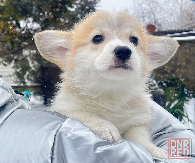 Продаются щенки вельш корги пемброк питомник TelmanHaus Мариуполь - изображение 2