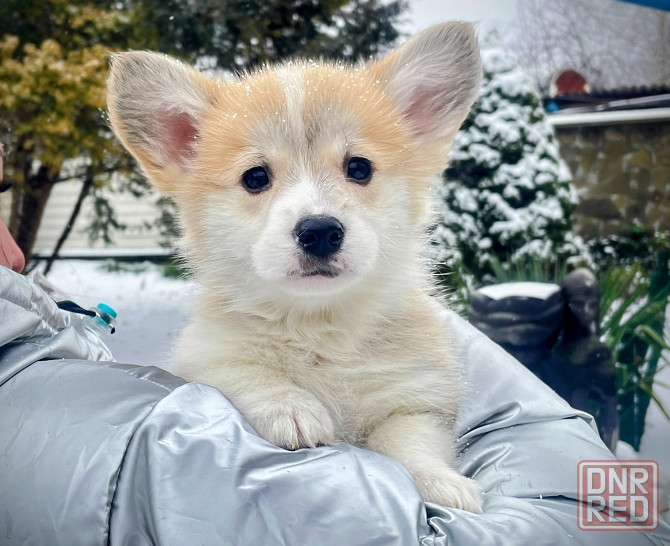 Продаются щенки вельш корги пемброк питомник TelmanHaus Мариуполь - изображение 3