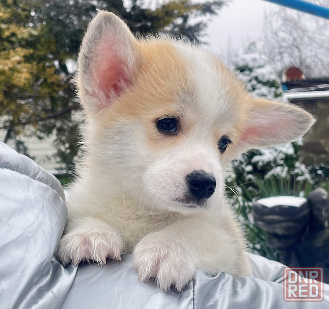 Продаются щенки вельш корги пемброк питомник TelmanHaus Мариуполь - изображение 1