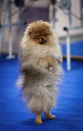 Померанский шпиц Донецк