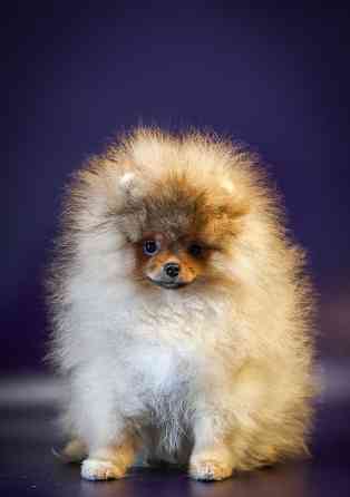 Померанский шпиц Донецк