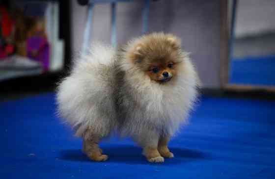 Померанский шпиц Донецк