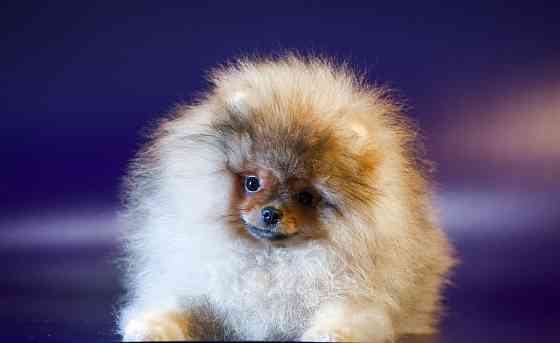 Померанский шпиц Донецк