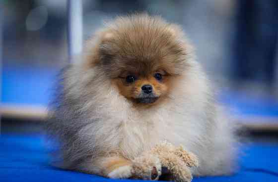 Померанский шпиц Донецк