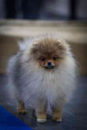 Померанский шпиц Донецк