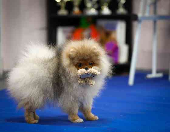 Померанский шпиц Донецк