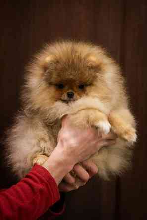 Померанский шпиц Донецк