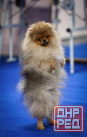 Померанский шпиц Донецк - изображение 2