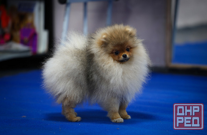 Померанский шпиц Донецк - изображение 3