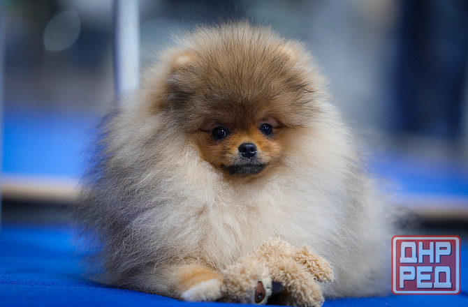 Померанский шпиц Донецк - изображение 1
