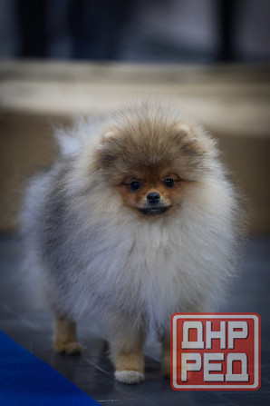 Померанский шпиц Донецк - изображение 5