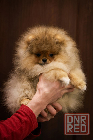 Померанский шпиц Донецк - изображение 1