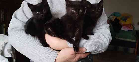 Отдам котят Донецк