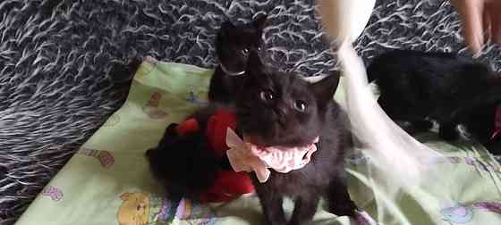 Отдам котят Донецк