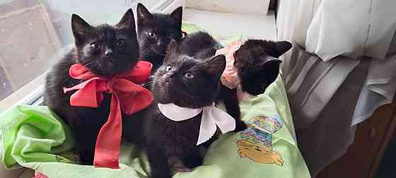 Отдам котят Донецк