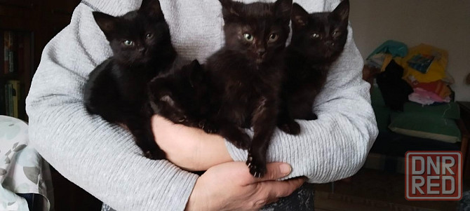 Отдам котят Донецк - изображение 2