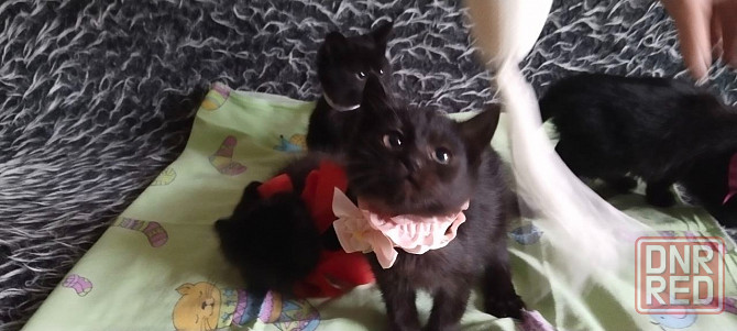 Отдам котят Донецк - изображение 3