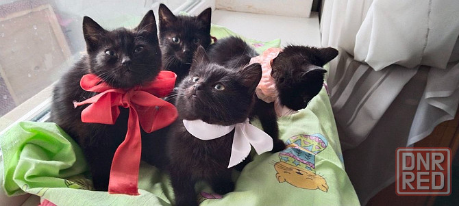 Отдам котят Донецк - изображение 1