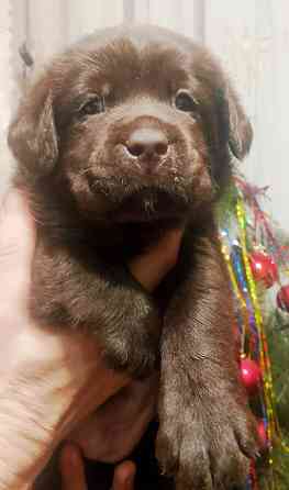 Щенки Лабрадора Ретривера Докучаевск